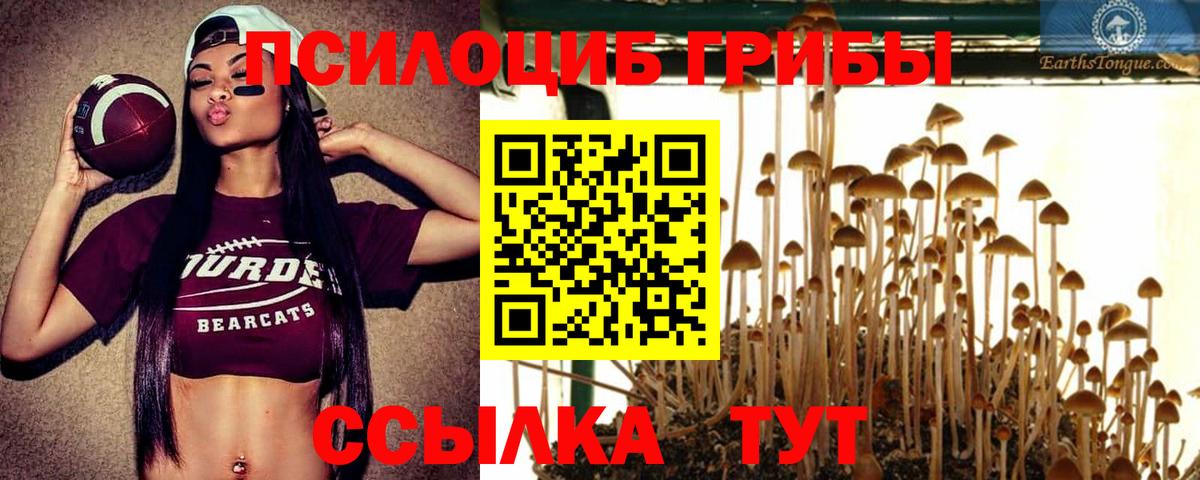 Кириши  Псилоцибиновые грибы Psilocybine cubensis  Вход с VPN  Псилоцибиновые грибы Cubensis 